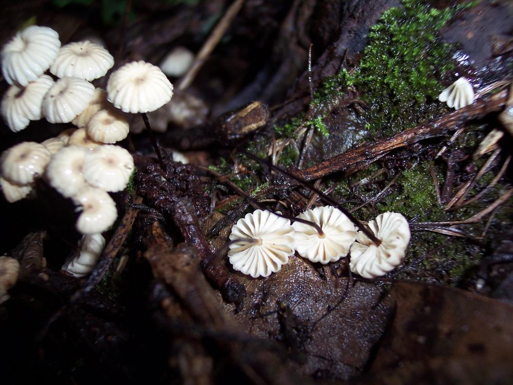 Escursione a Gressoney